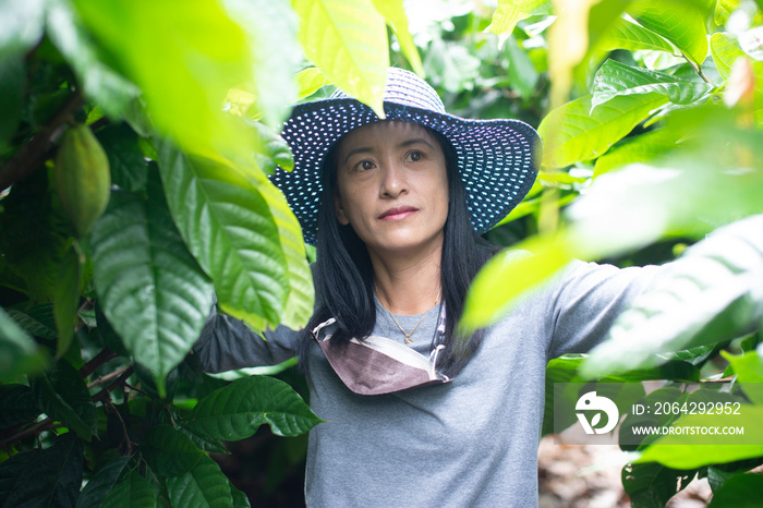 Asian female farmer Harvested cocoa in cocoa fields happily