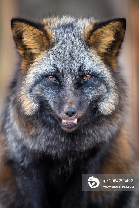 Portrait silver Fox, beautiful animal on dark background