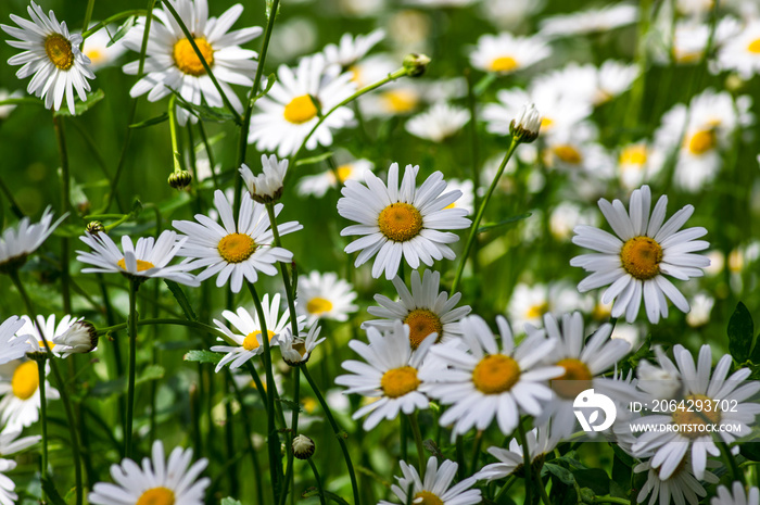 Leucanthemum vulgare meadows wild oxeye雏菊，白色花瓣，黄色中心开花，