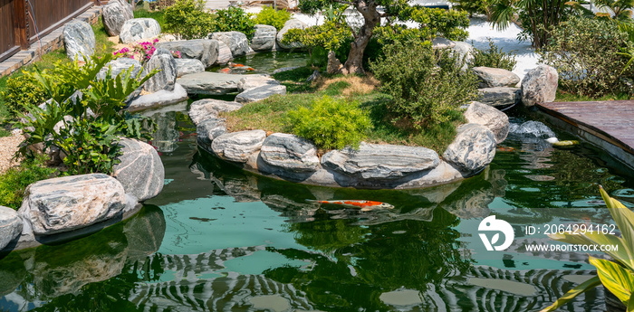 锦鲤在花园池塘里钓鱼