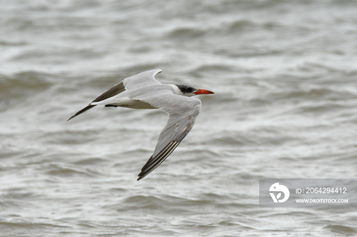 Caspian Tern - Sterna caspia (Hydroprogne caspia) is a species of tern, which is the  worlds larges