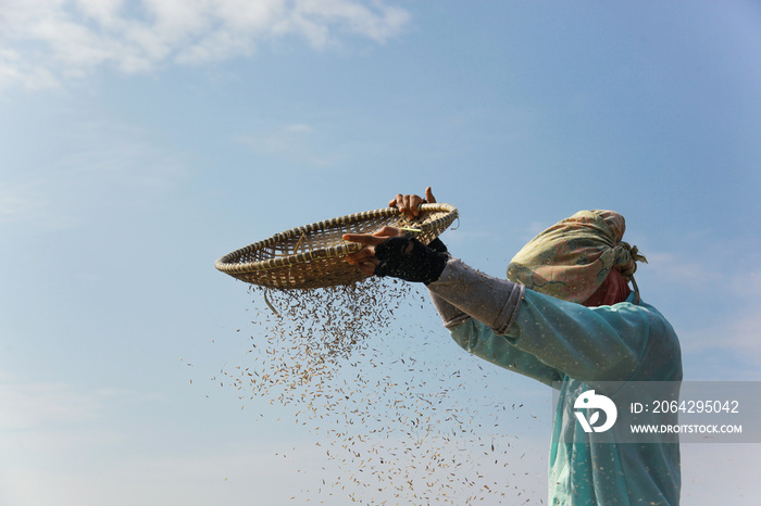 亚洲女农民在农村收割水稻的特写。农民在ha期间筛选水稻