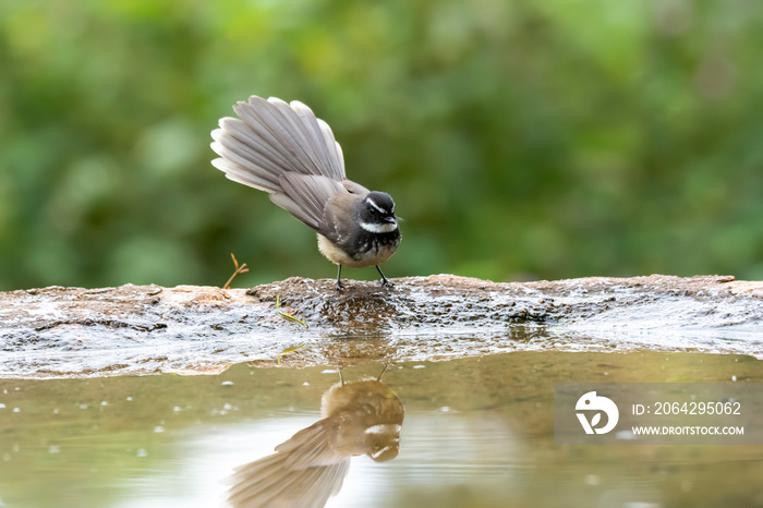 A white-browed fantail taking bath near a water pond in the outskirts of Bangalore