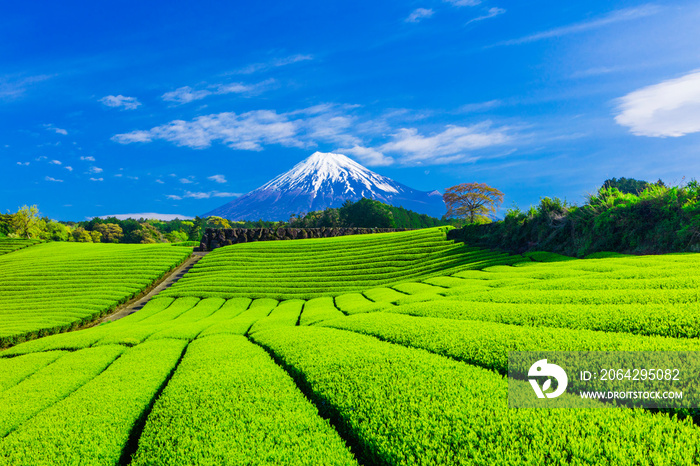 富士山と茶畑と青い空