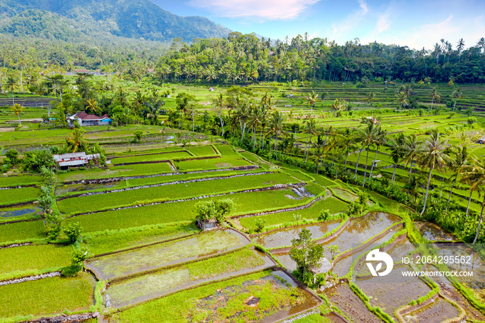 从印度尼西亚巴厘岛Sidemen的水稻梯田俯瞰