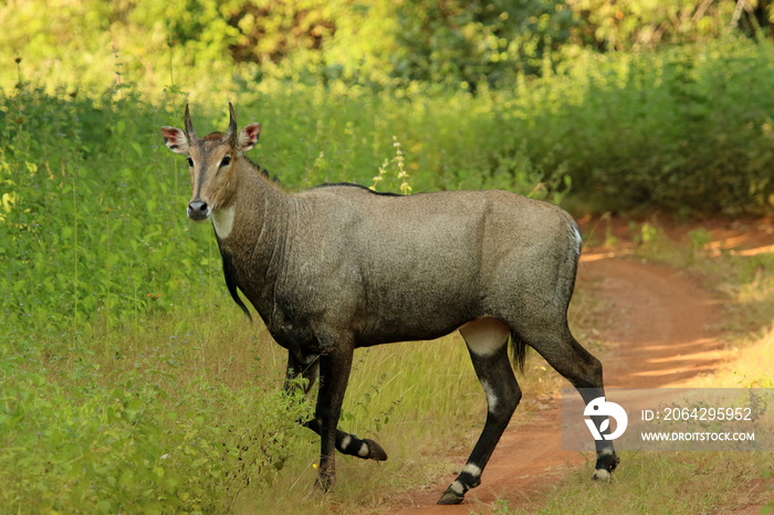 Nilgai, Boselephus tragocamelus, Tadoba National Park, Maharashtra, India.