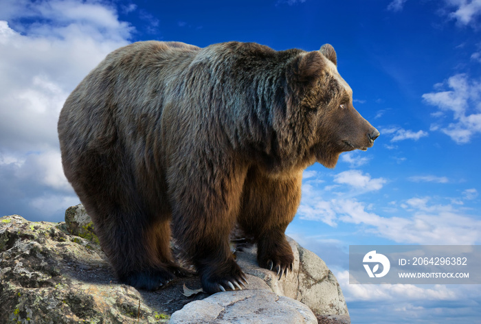 bear on rock against sky