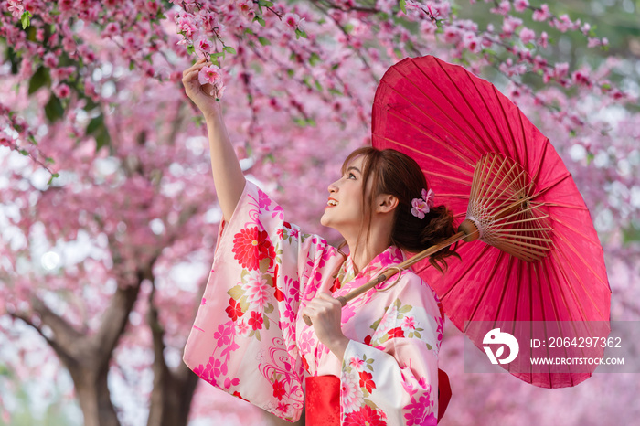 woman in yukata (kimono dress) holding umbrella and looking sakura flower or cherry blossom blooming