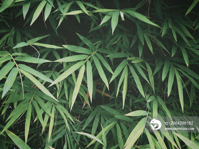 Fresh green bamboo leaves at tropical rain forest.