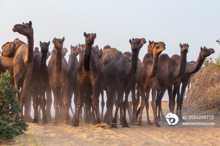 Large herd of camels in desert Thar during the annual Pushkar Camel Fair near holy city Pushkar, Raj