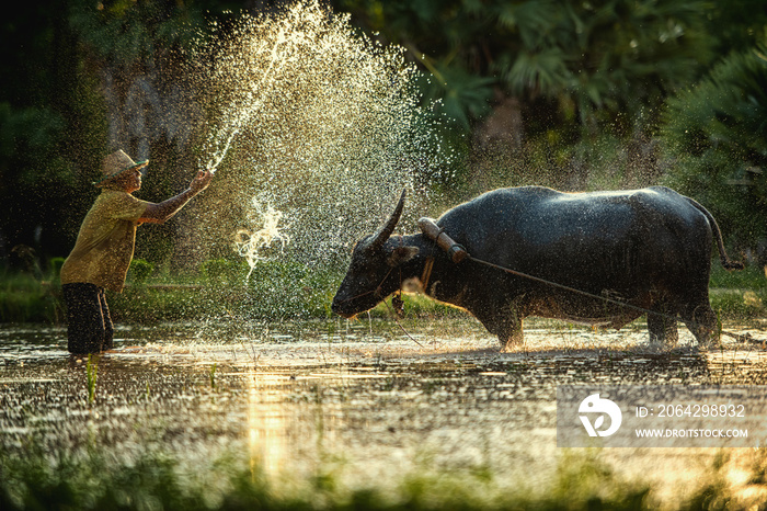泰国稻田里的农民和水牛