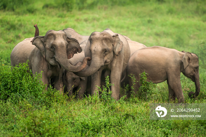 亚洲象群在草原上保护一头小象。