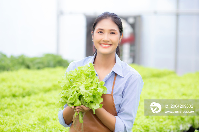 在水培系统蔬菜有机生菜农场工作的亚洲年轻女性，女性正在收获