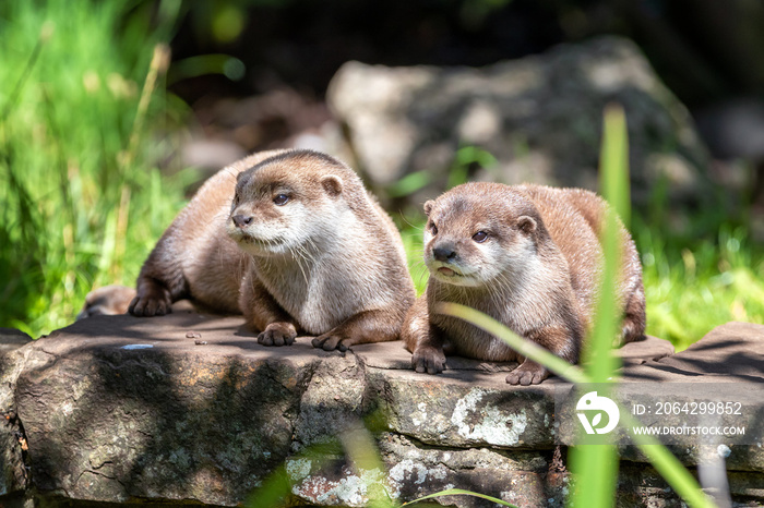 Two attentive Oriental small-clawed otters crouched on a stone wall