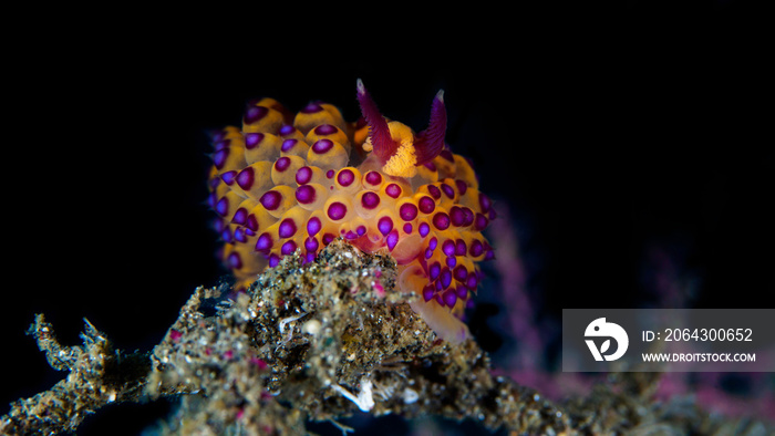 Pink and yellow Janolus Nudibranch - Janolus savinkini