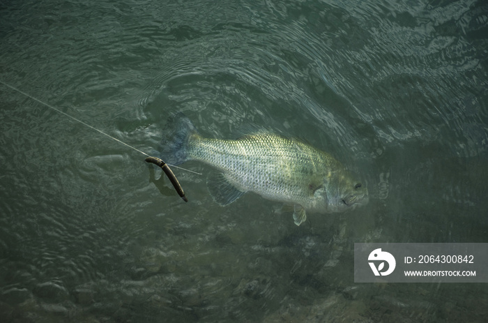 Bass under water