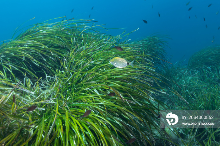 海草（Posidonia oceanica）地中海。