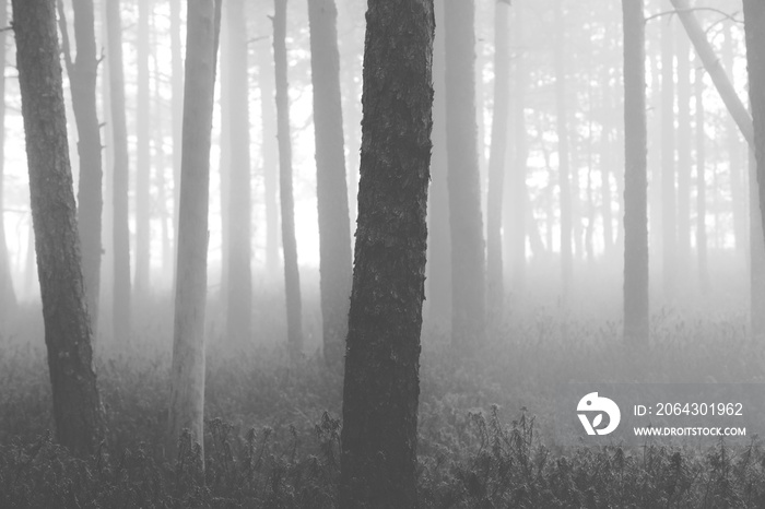 诡异的森林。芬兰一个雾蒙蒙的早晨，松林的图像。雾覆盖了