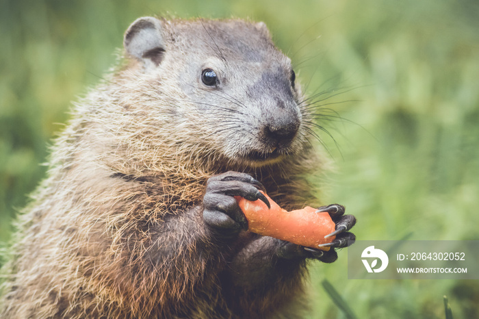 滑稽可爱的Marmot（Marmota Monax）拿着胡萝卜