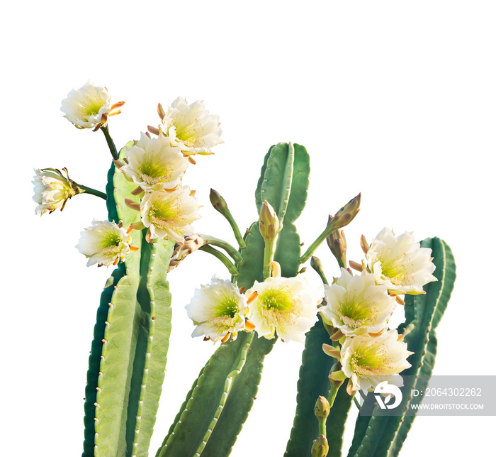 San Pedro Cactus Bloom on white background