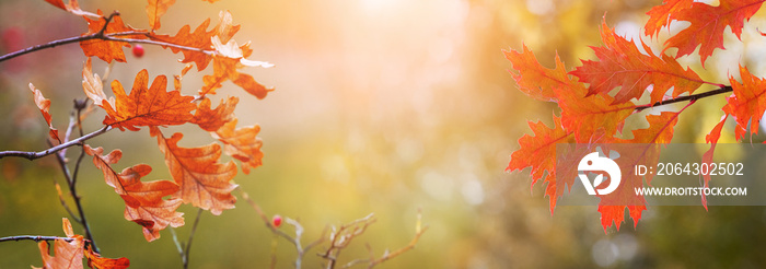 Oak branches with orange autumn leaves on a blurred background on a sunny day, panorama. Autumn back