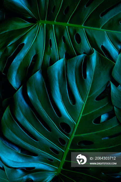 green monstera leaf background, tropical leaf, abstract green leaf texture