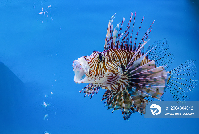 关于水族馆里的海鱼和淡水鱼