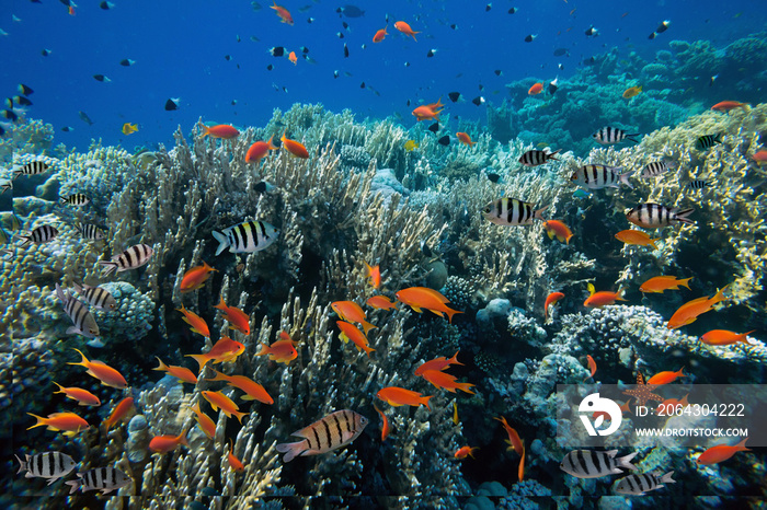 Photo of a tropical Fish on a coral reef