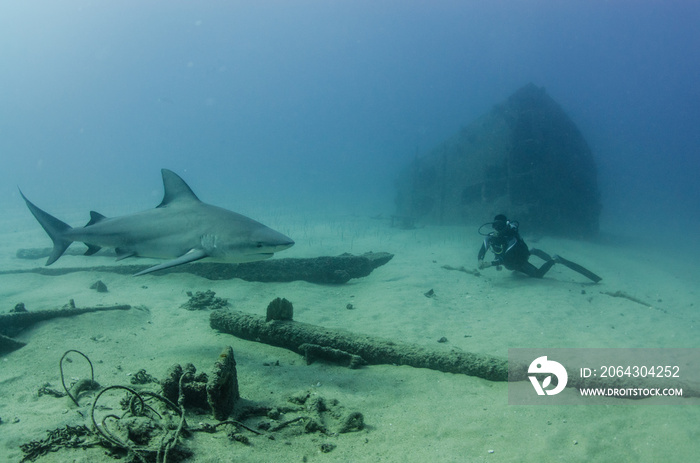 Bull Shark (Carcharhinus leucas). reefs of the Sea of Cortez, Pacific ocean. Cabo Pulmo, Baja Califo