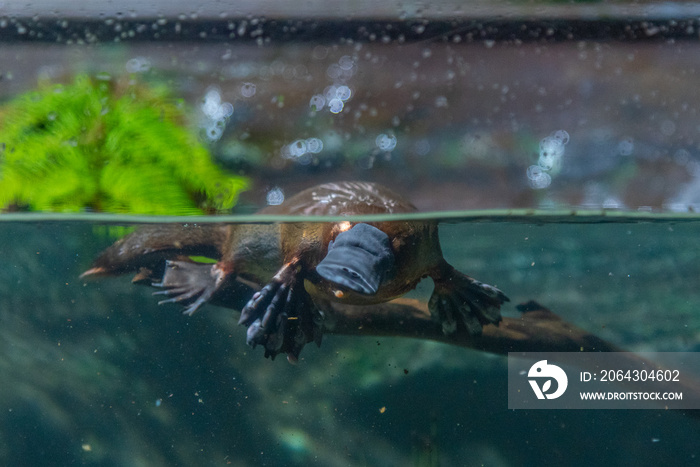 澳大利亚塔斯马尼亚水族馆里的鸭嘴兽