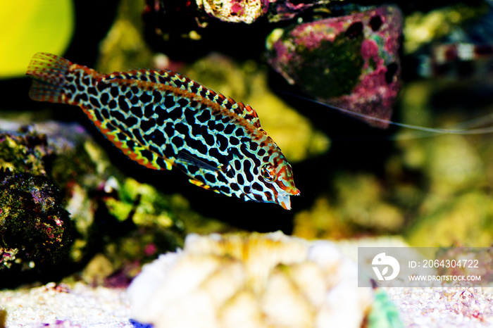 Eastern black-spotted wrasse - Macropharyngodon meleagris