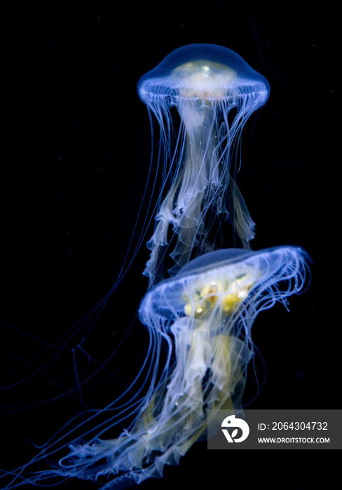 马里兰州巴尔的摩国家水族馆的两条黑底蛋黄水母