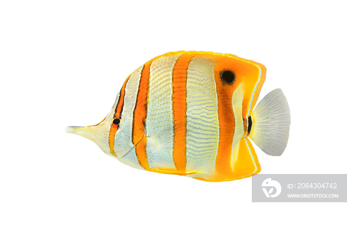 Copperband butterflyfish（Chelmon rostratus），通常被称为喙珊瑚鱼，在whi上被隔离