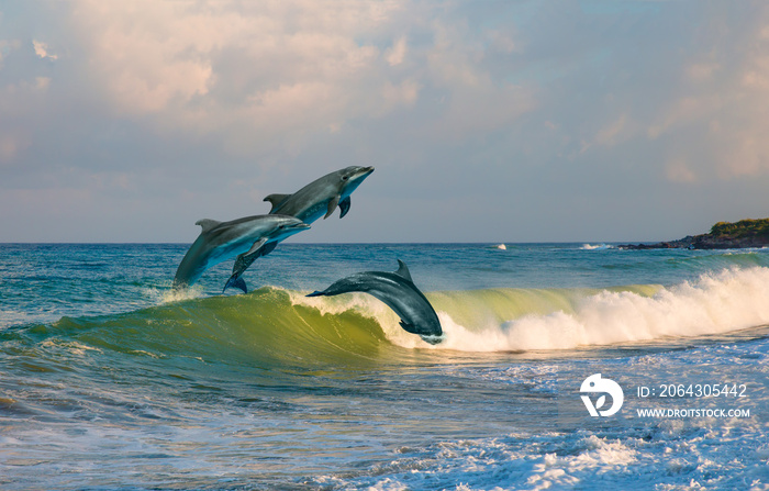 一群海豚在水面上跳跃——美丽的海景和蓝天