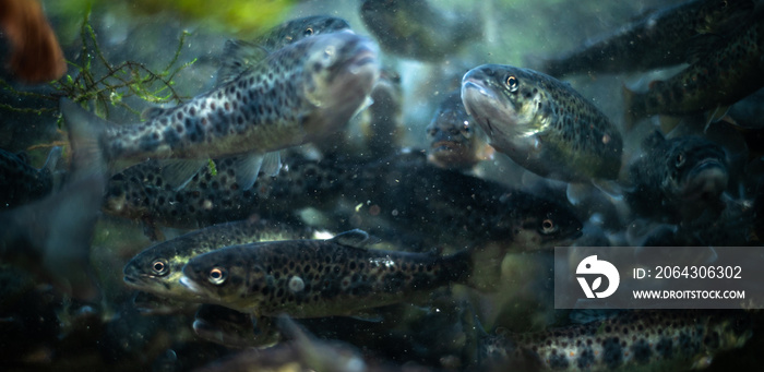 渔场里一群年轻的河鳟（Salmo trutta fario）的水下景观