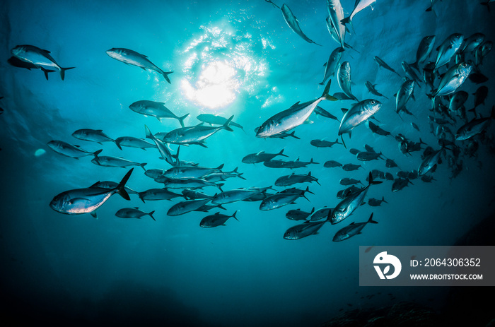 Schooling silver fish swimming in clear blue ocean