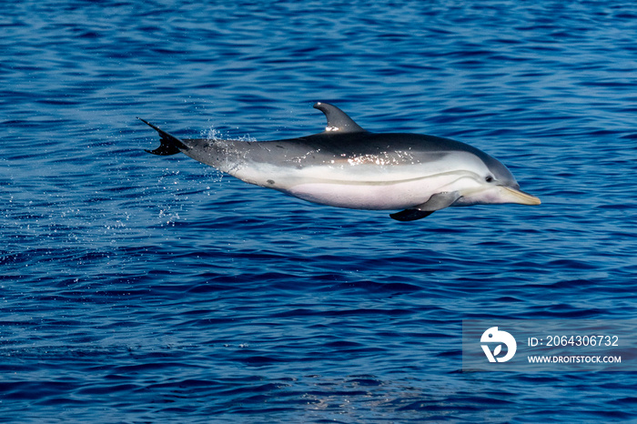 条纹快乐海豚在深蓝色的海洋中跳跃