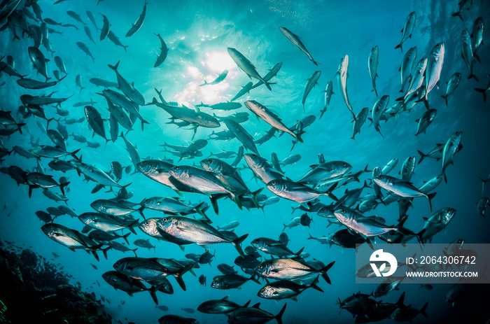 Underwater image of schooling fish in clear blue ocean