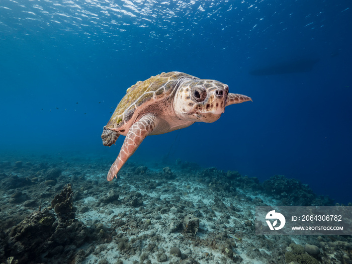 Loggerhead Sea Turtle in coral reef of Caribbean Sea around Curacao