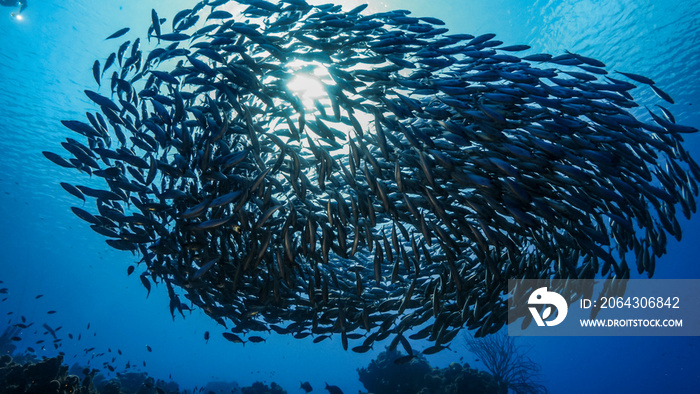 Bait ball / school of fish in turquoise water of coral reef in Caribbean Sea / Curacao