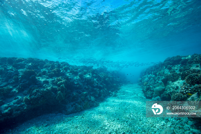 underwater scene with coral reef