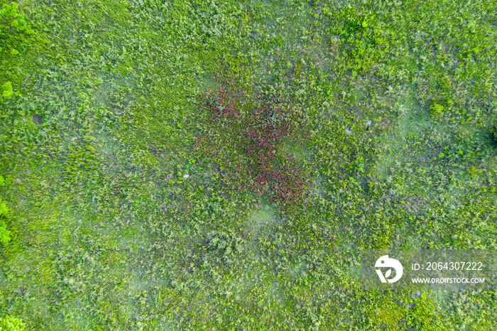 wild field, view from above