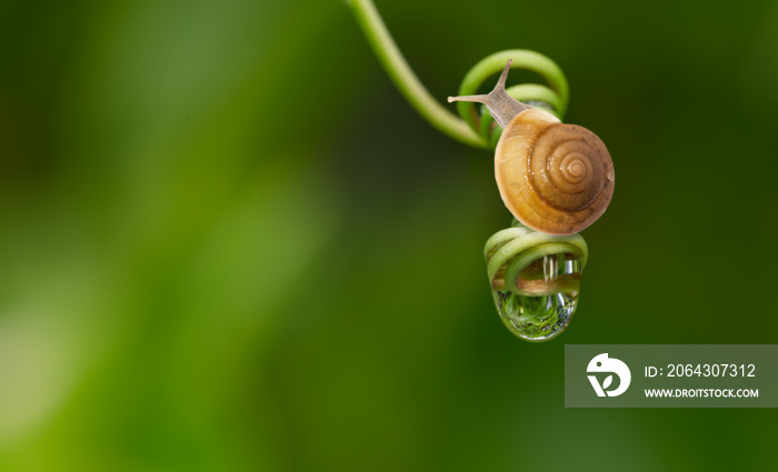 Garden snail in nature with water drop on swirl green leaf.