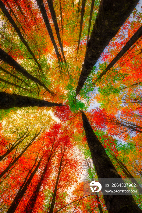 Image of colorful leaves falling down from tree branches in autumn.  Uludag National Park. Bursa, Tu