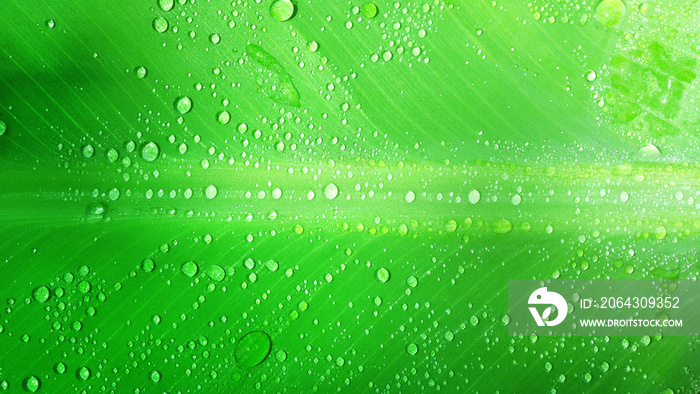 water drops on green leaf, purity nature background