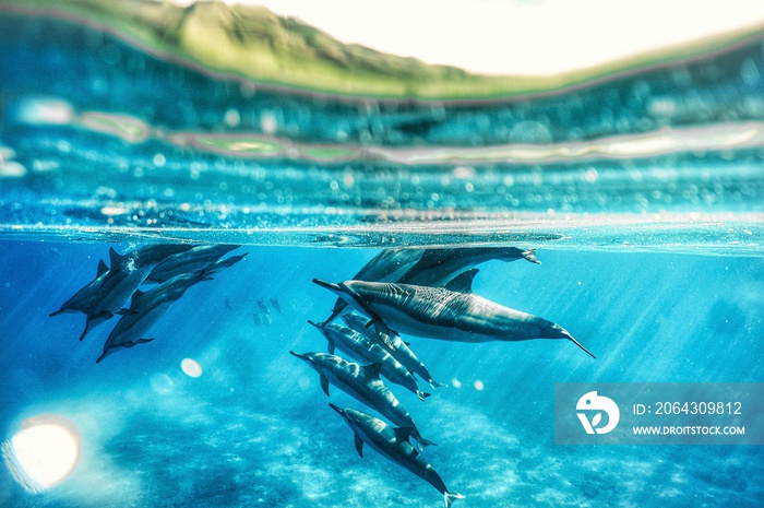 夏威夷美丽的旋转海豚
