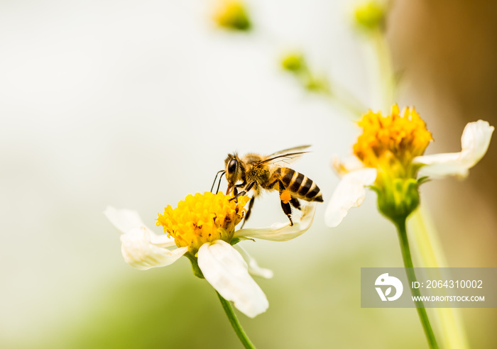 泰国清迈树上以蜜蜂为食的花粉