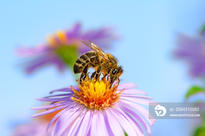 Bee Collecting Nectar on a Aster Flower