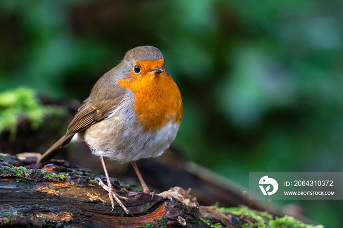 红胸知更鸟（Erithacus rubecula）是一种英国花园鸣禽，经常有红色或橙色的胸脯。