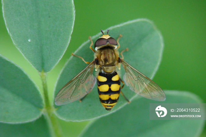 Hoverfly (Eupeodes corollae)